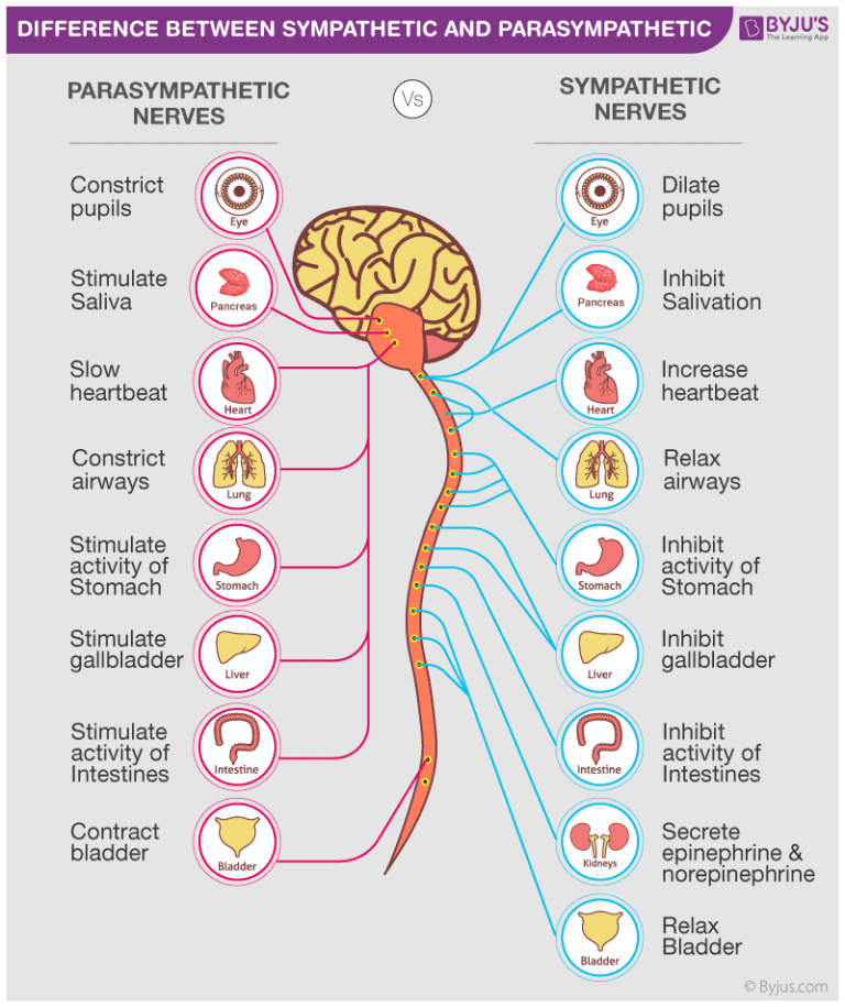 Parasympathetic nervous system